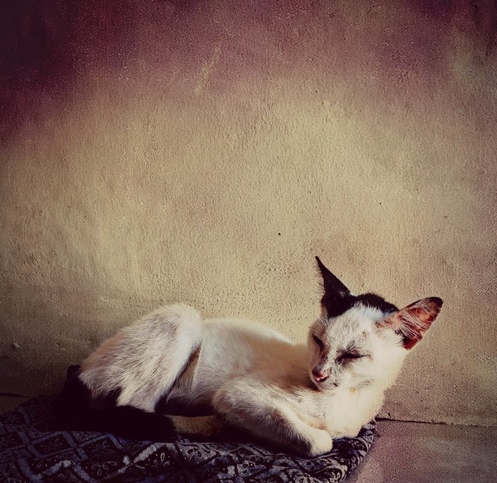 Beauty Cat