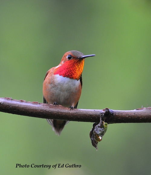 red throat