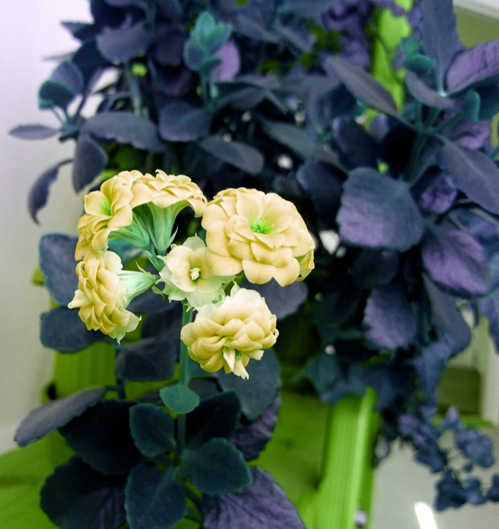 Yellow flower