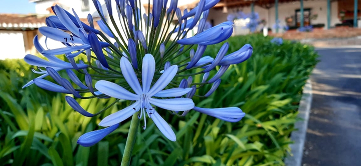 jardín