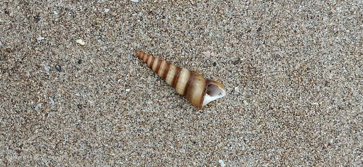 Shell