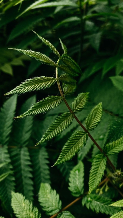 hình nền subshrub, herb