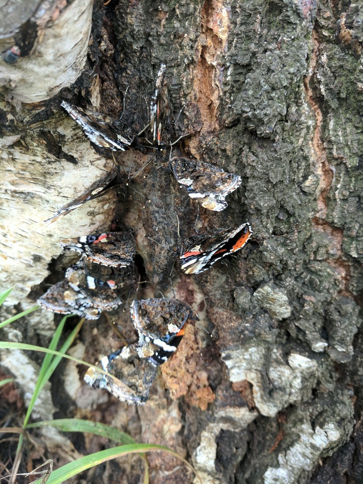 Schmetterlingsmeeting