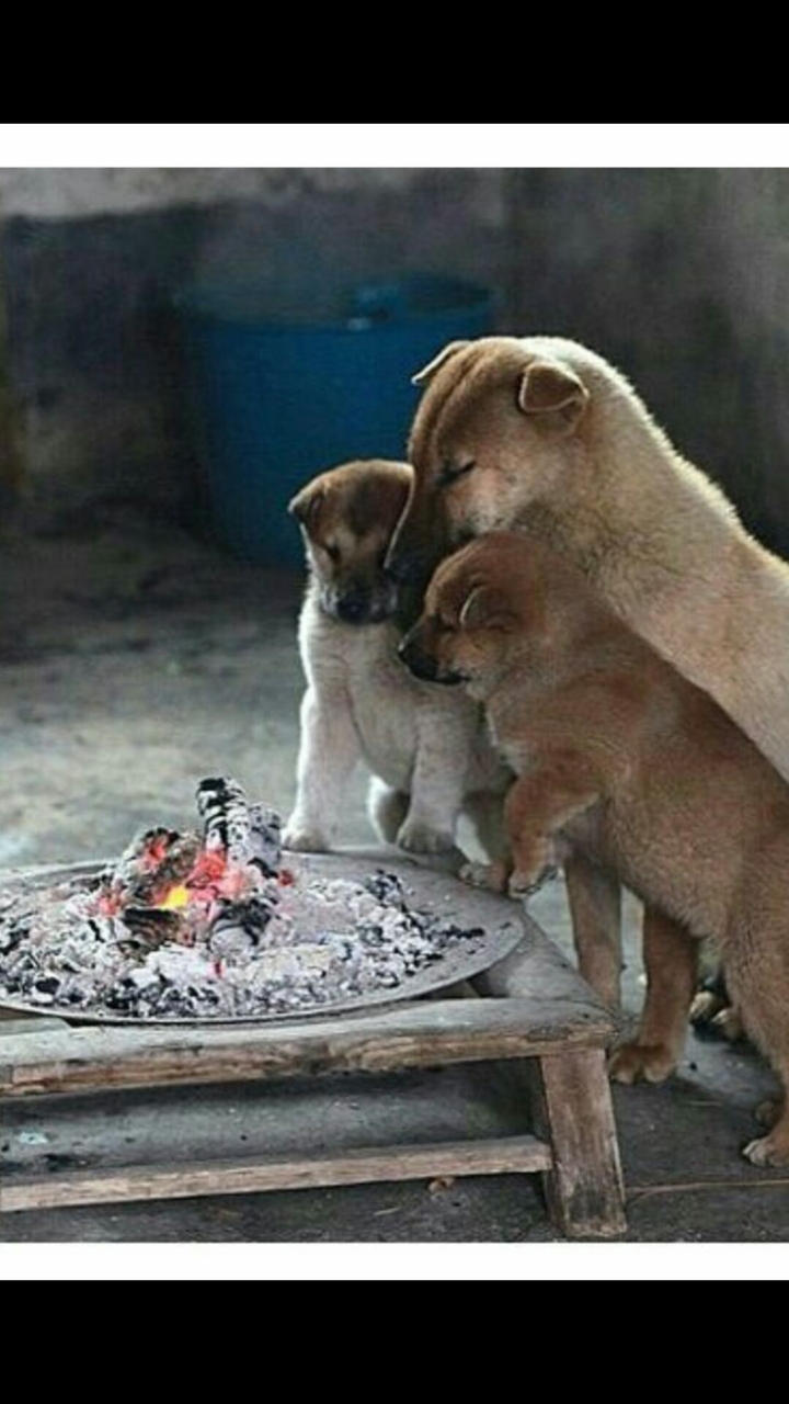 animals