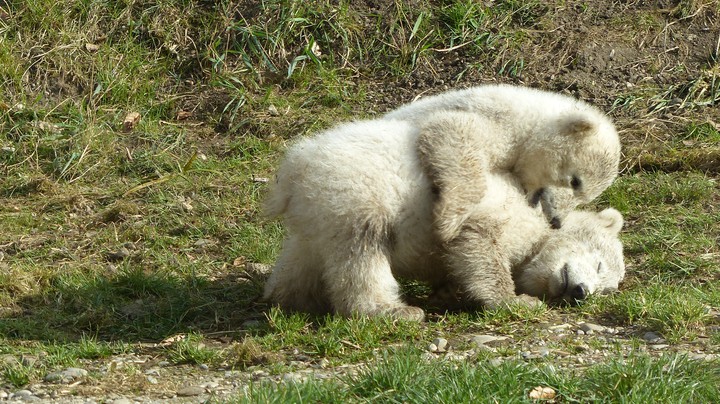 Tierpark Hellabrunn 2014