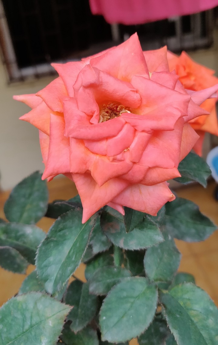 peach colour rose