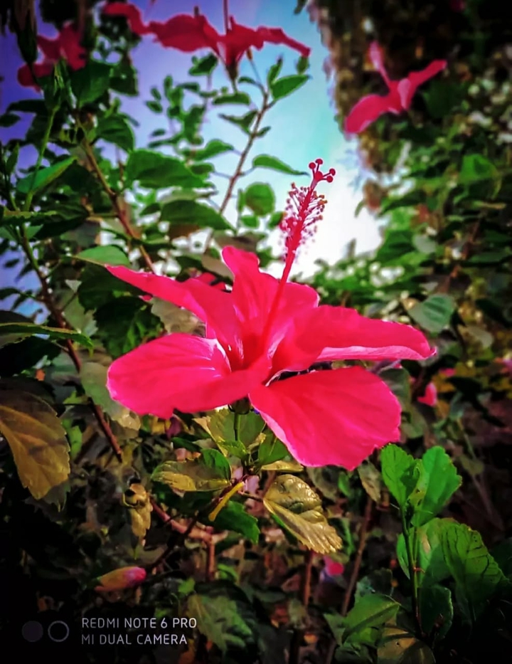 flower
