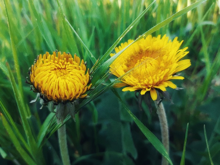 dandelions