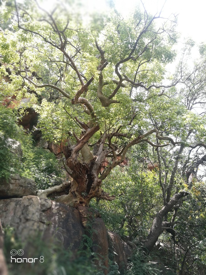 old tree