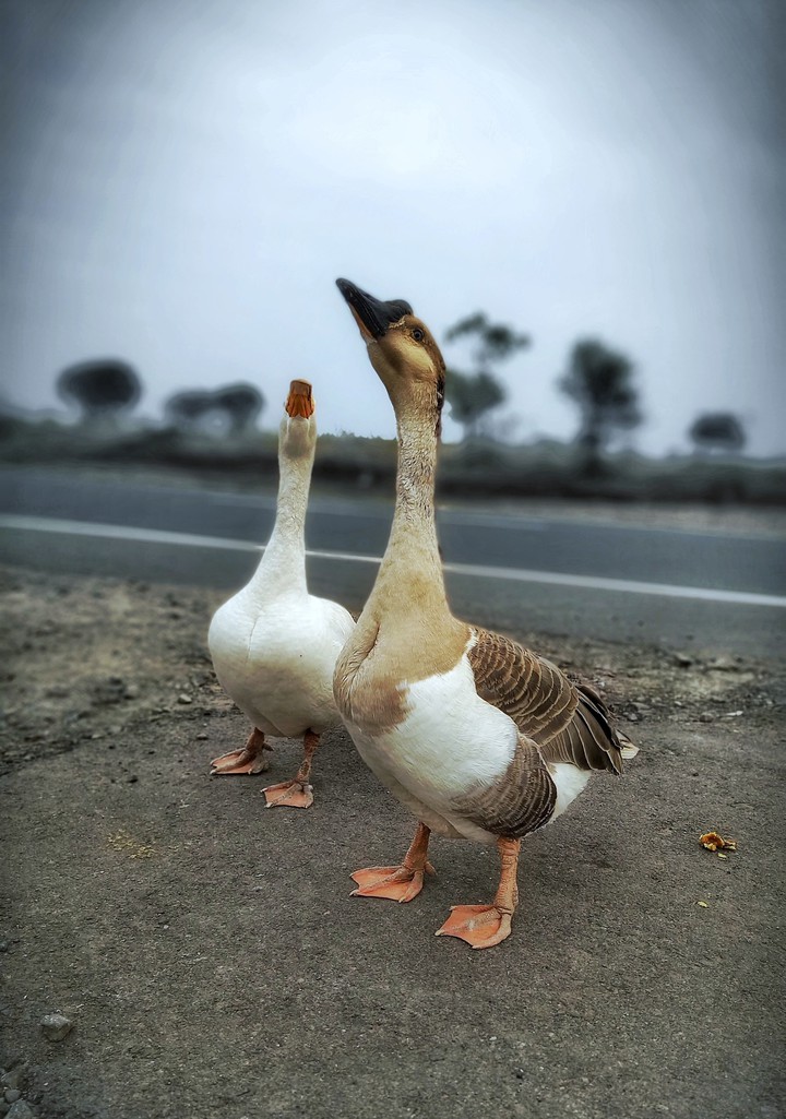 Duck Tales