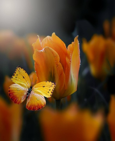 drop, flowers Hintergrundbilder