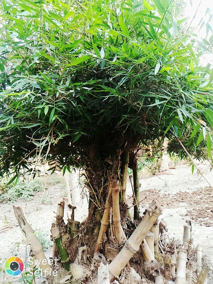 bamboo tree