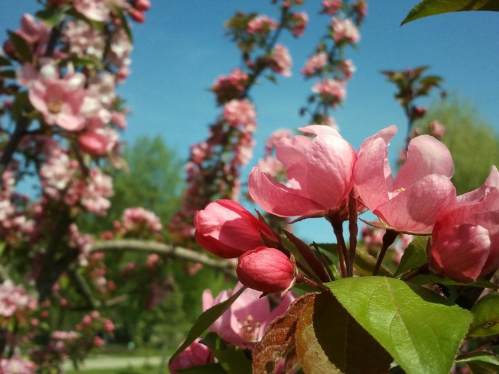flowers