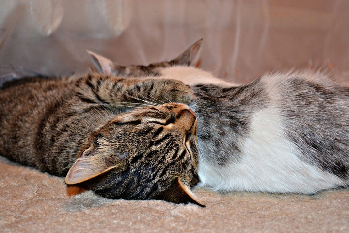 кошки