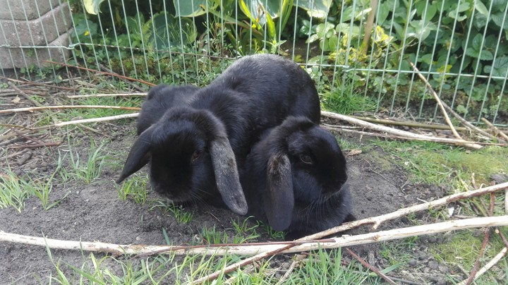 Bunnies