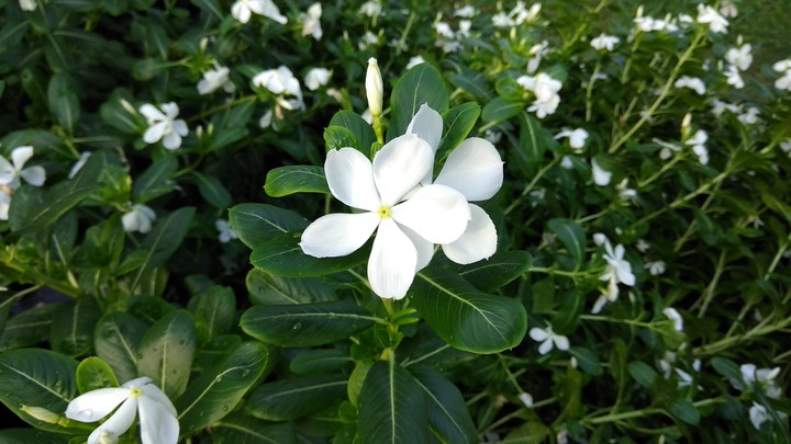 Flower
