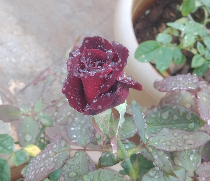 a