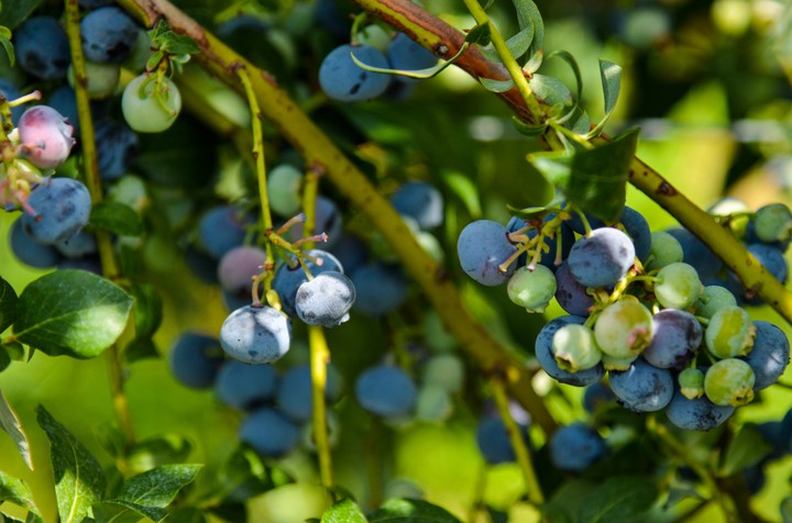 Blueberries