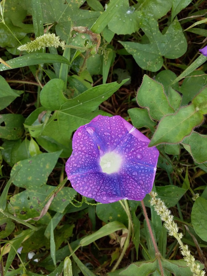 Flor violeta