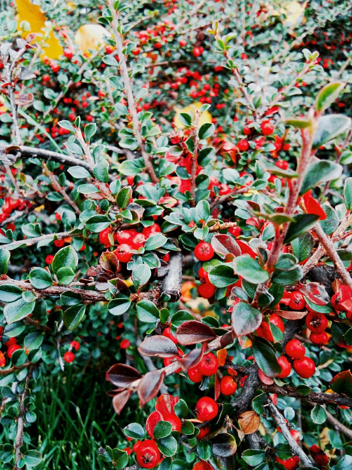 berries
