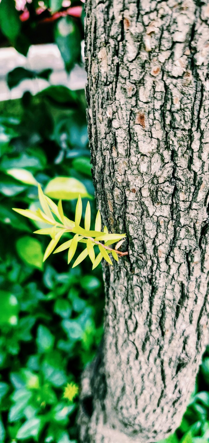 #loveforgreenery