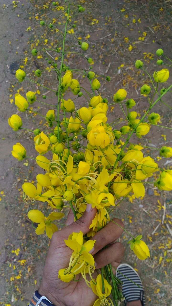 flowers