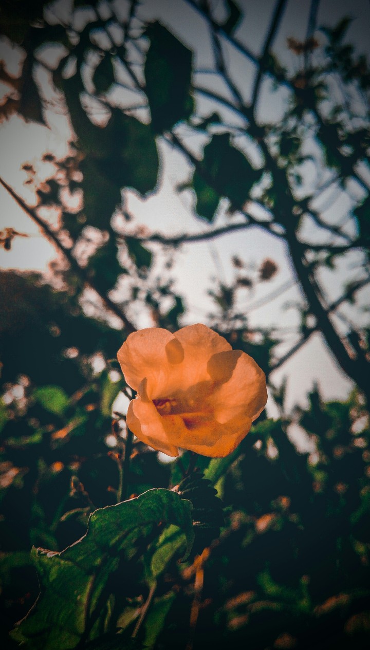 flower