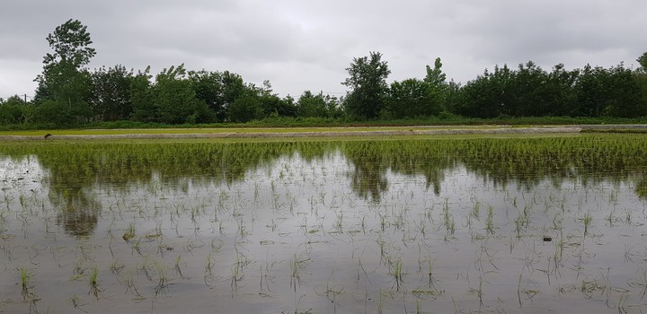 rice farm