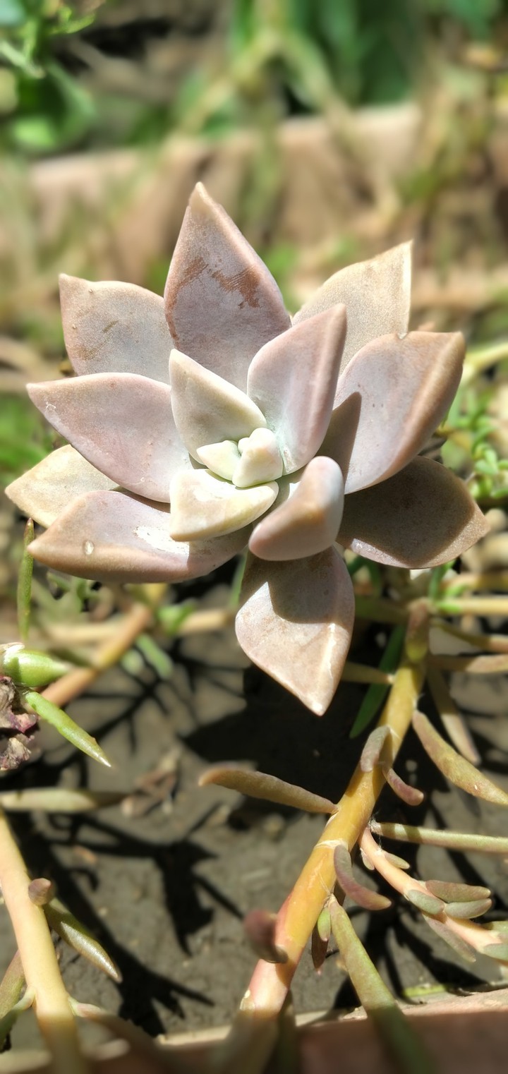 suculenta