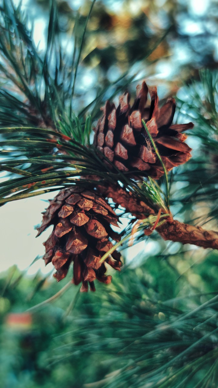 Spruce cones