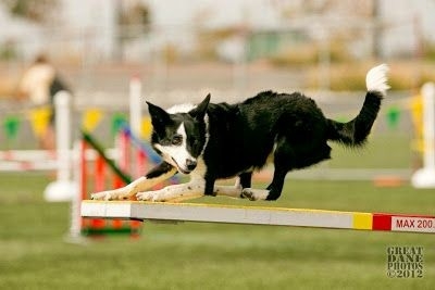 If It's Not A Broder Collie iIt's Just A Dog