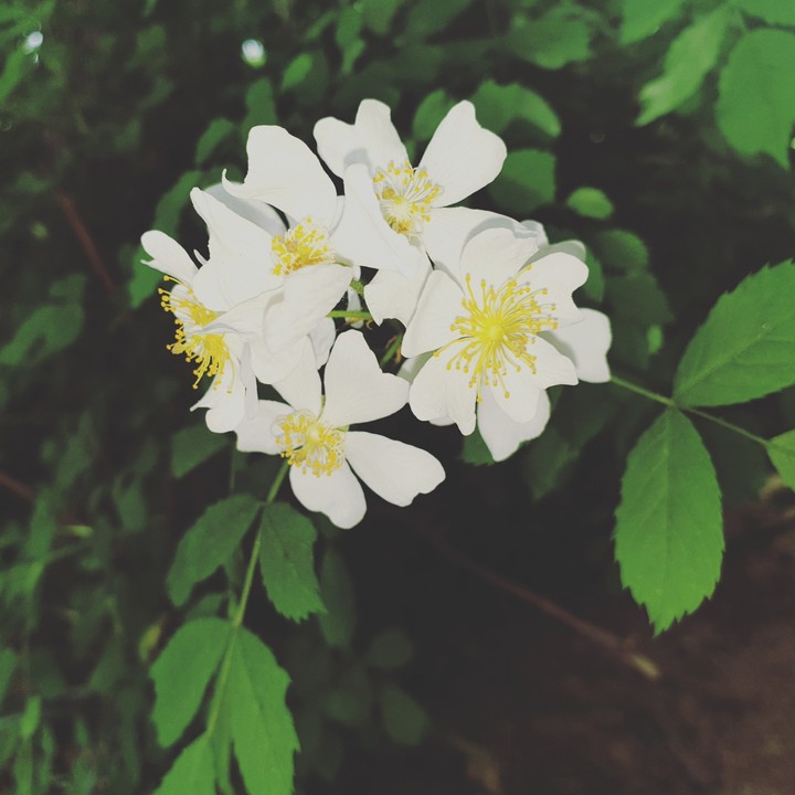 똧