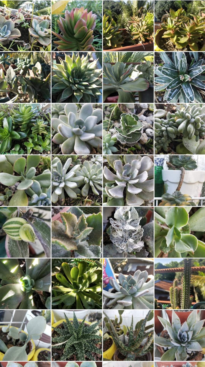 Succulents