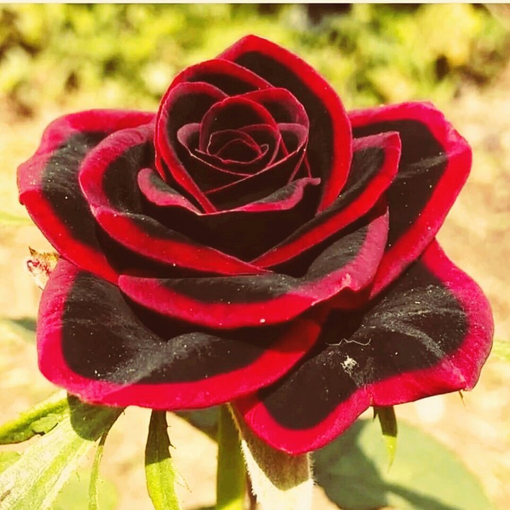 beautiful flower