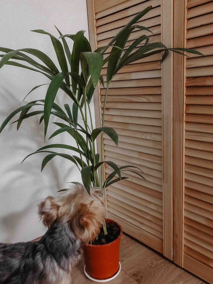 dog