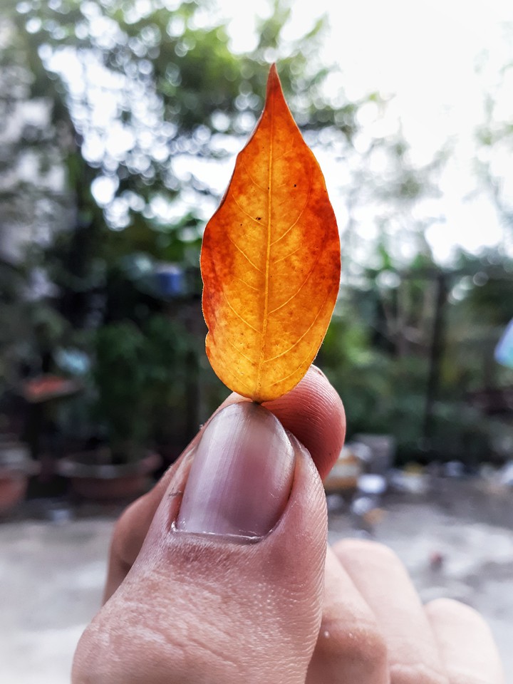 Lá nhỏ