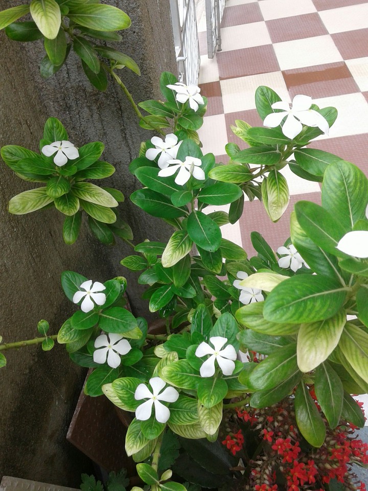 Teresita flower