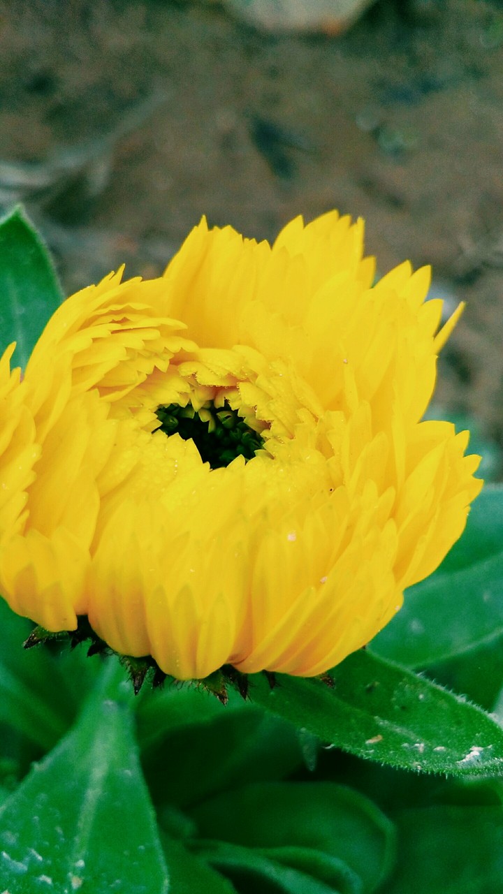 yellow flowers