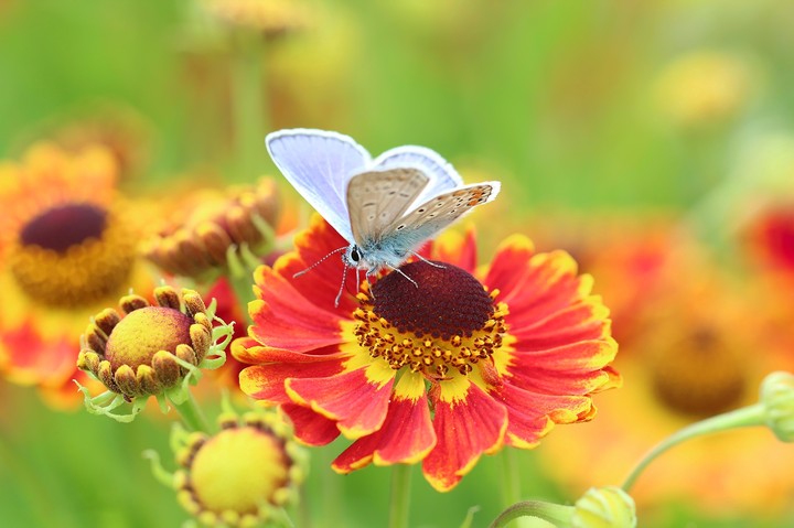 butterfly