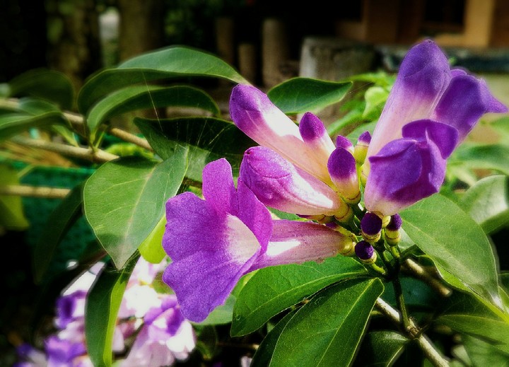 beautiful flower