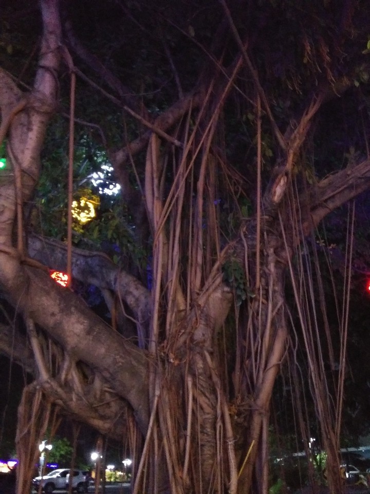 It's a real tree.  Isn't it amazing???