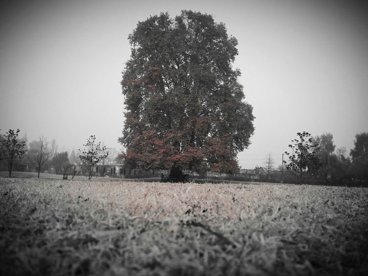 #chinar tree in autumn season #kashmir