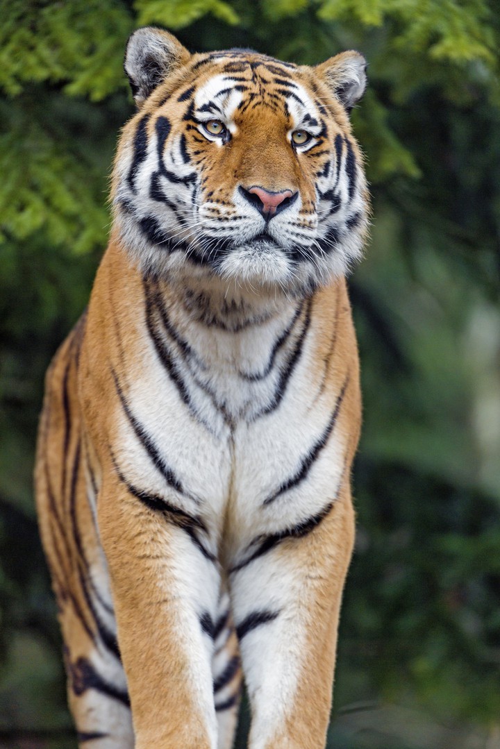 #Tiger Big Cat Glance Predator