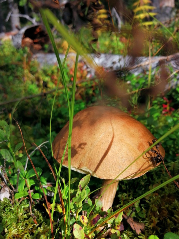 Дары осени. Gifts of autumn