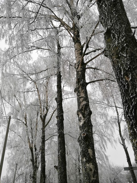 Trees