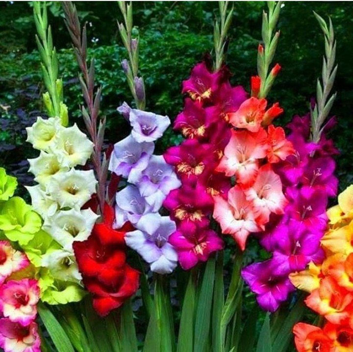 gladiolus