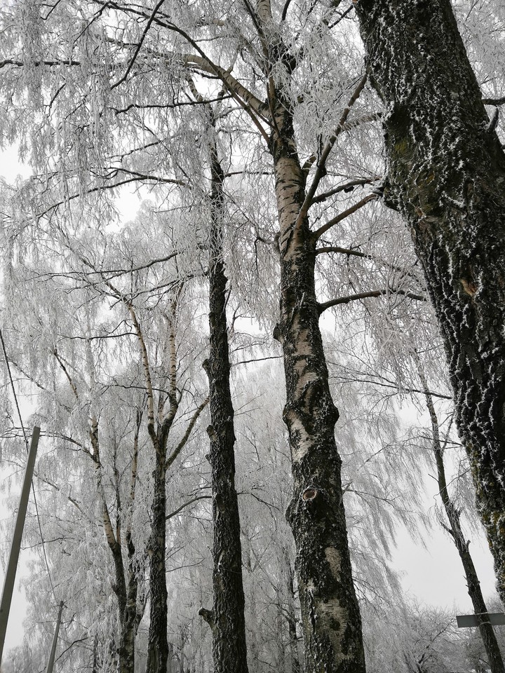 Trees