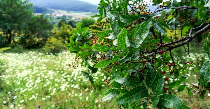 Kastamonu orman