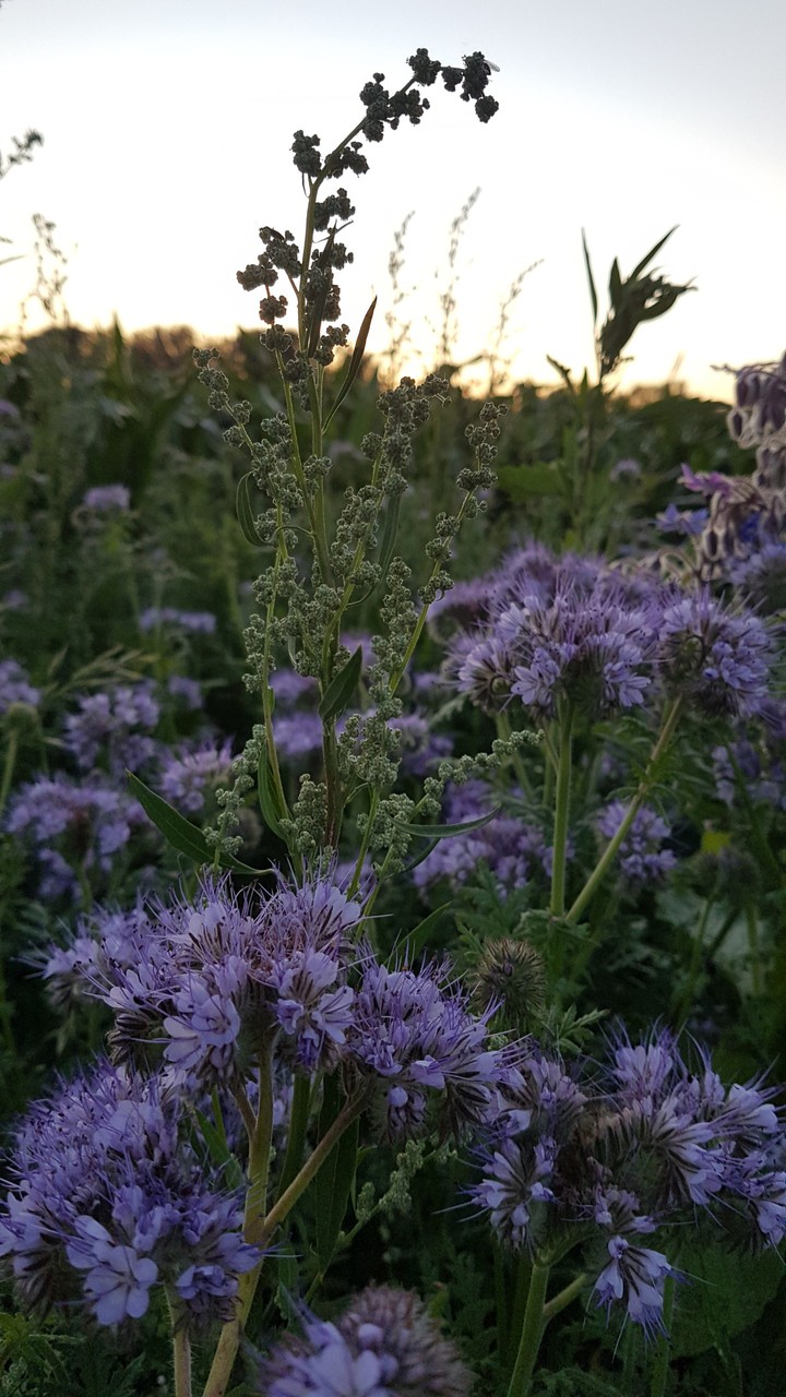 Nature