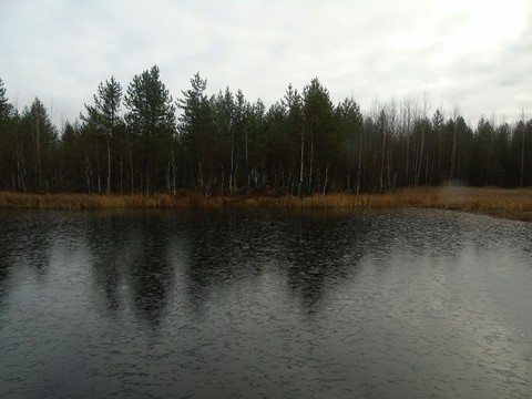 In forest